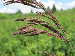 Attēlu rezultāti vaicājumam “Calamagrostis canescens”