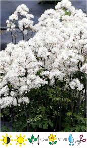 Attēlu rezultāti vaicājumam “Thalictrum aquilegifolium fruit”