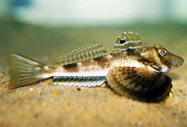 Attēlu rezultāti vaicājumam “Priobium carpini”