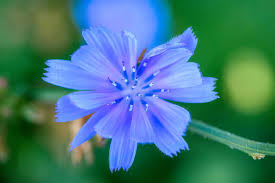 Attēlu rezultāti vaicājumam “Cichorium intybus flower”