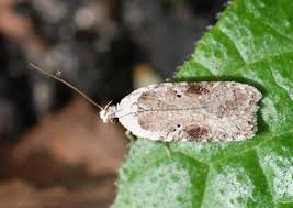 Attēlu rezultāti vaicājumam “Agonopterix alstromeriana”