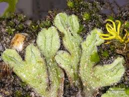 Attēlu rezultāti vaicājumam “Riccia bifurca”