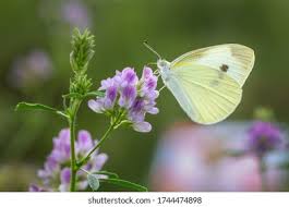 Attēlu rezultāti vaicājumam “Colias palaeno”