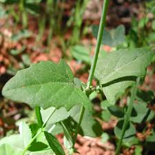 Attēlu rezultāti vaicājumam “Atriplex patula leaf”
