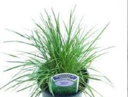 Attēlu rezultāti vaicājumam “Koeleria glauca leaf”