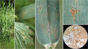 Attēlu rezultāti vaicājumam “Ranunculus lanuginosus leaf”