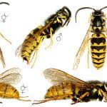 Attēlu rezultāti vaicājumam “Vespula germanica”
