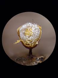 Attēlu rezultāti vaicājumam “Craterium sp.”