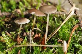 Attēlu rezultāti vaicājumam “Strobilurus esculentus”