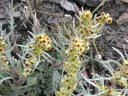Attēlu rezultāti vaicājumam “Artemisia campestris bud”