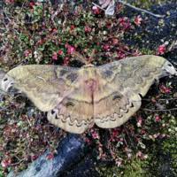 Attēlu rezultāti vaicājumam “Saturniidae”