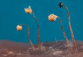Attēlu rezultāti vaicājumam “Cribraria microcarpa”