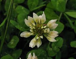 Attēlu rezultāti vaicājumam “Trifolium repens fruit”