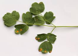 Attēlu rezultāti vaicājumam “Thalictrum flavum leaf”