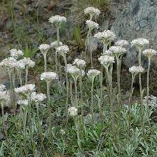 Attēlu rezultāti vaicājumam “Antennaria dioica leaf”