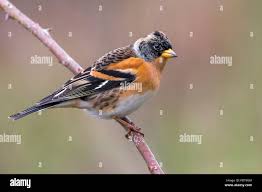 Attēlu rezultāti vaicājumam “Fringilla montifringilla”