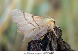 Attēlu rezultāti vaicājumam “Ennomos erosaria”