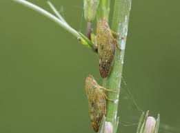 Attēlu rezultāti vaicājumam “Aphrophora salicina”