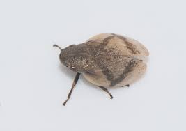 Attēlu rezultāti vaicājumam “Lepyronia coleoptrata”