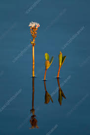 Attēlu rezultāti vaicājumam “Menyanthes trifoliata bud”