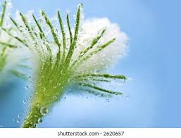 Image result for Kuhschelle