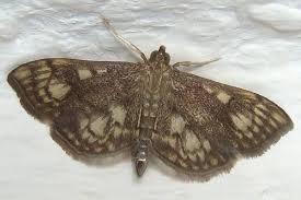 Attēlu rezultāti vaicājumam “Anania stachydalis”