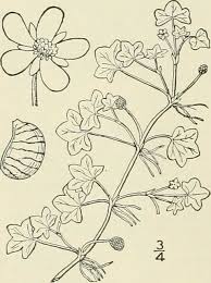 Attēlu rezultāti vaicājumam “Batrachium circinatum flower”