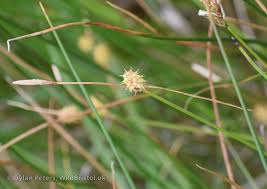 Attēlu rezultāti vaicājumam “Carex lepidocarpa”