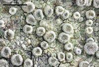 Attēlu rezultāti vaicājumam “Lecanora carpinea”