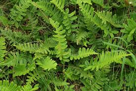 Attēlu rezultāti vaicājumam “Polypodium vulgare”