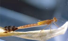 Attēlu rezultāti vaicājumam “Lestes sponsa”