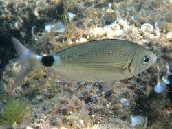 Image result for Oblada melanurus