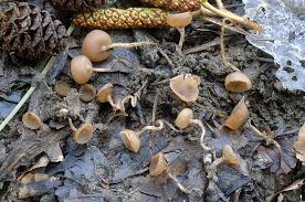 Attēlu rezultāti vaicājumam “Ciboria amentacea”