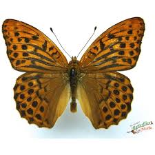 Attēlu rezultāti vaicājumam “Argynnis adippe male”