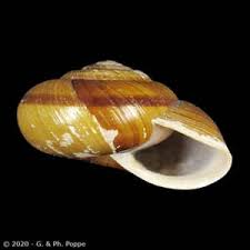 Attēlu rezultāti vaicājumam “Helicidae”