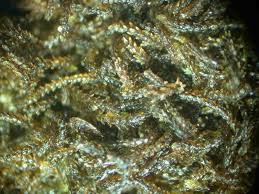 Attēlu rezultāti vaicājumam “Cephaloziella hampeana”