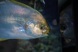 Image result for Trachinotus falcatus