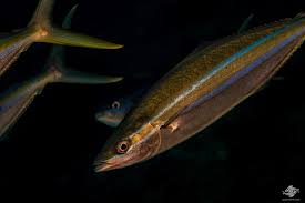 Image result for Elagatis bipinnulata