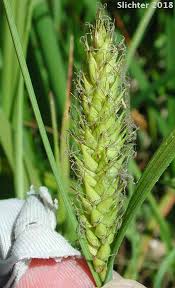 Attēlu rezultāti vaicājumam “Carex atherodes”