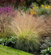 Attēlu rezultāti vaicājumam “Molinia caerulea flower”