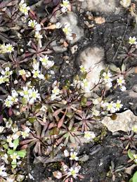 Attēlu rezultāti vaicājumam “Erophila verna leaf”