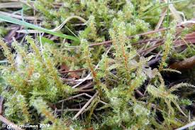 Attēlu rezultāti vaicājumam “Rhytidiadelphus squarrosus”