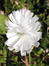 Attēlu rezultāti vaicājumam “Cichorium intybus flower”