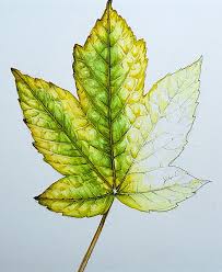 Attēlu rezultāti vaicājumam “Acer pseudoplatanus leaf”