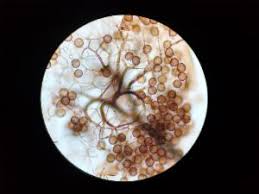 Attēlu rezultāti vaicājumam “Collaria arcyrionema”