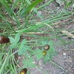 Attēlu rezultāti vaicājumam “Trifolium spadiceum fruit”