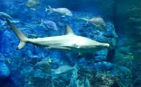 Image result for Carcharhinus brevipinna