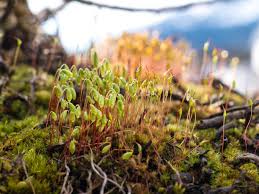 Attēlu rezultāti vaicājumam “Mnium hornum”