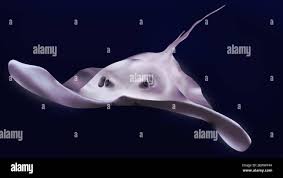 Image result for Pteroplatytrygon violacea