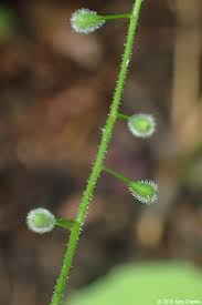 Attēlu rezultāti vaicājumam “Circaea alpina flower”